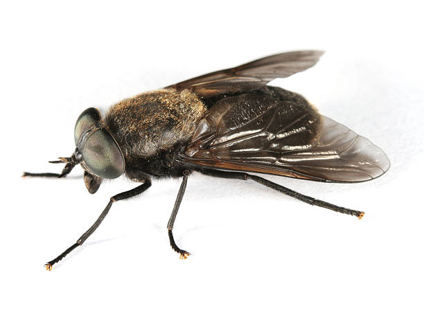 Horsefly horse fly photos stock pictures, royalty-free photos & images