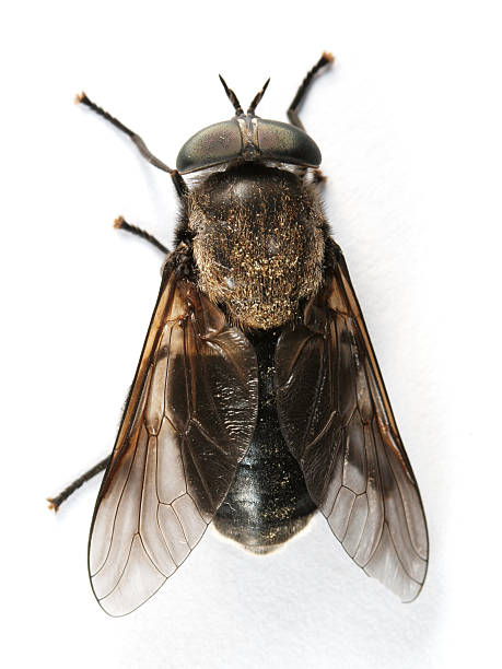 horsefly - horse fly imagens e fotografias de stock