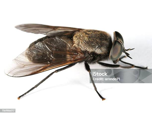 Horsefly 곤충에 대한 스톡 사진 및 기타 이미지 - 곤충, 공포-무서움, 기생충