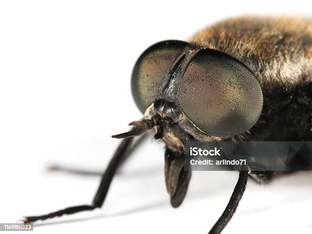 Photo libre de droit de Horsefly banque d'images et plus d'images libres de droit de Aile d'animal - Aile d'animal, De petite taille, Diptère