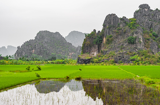 The majestic rice paddy agriculture fields of Hoa Binh in between the geologic karst rock formations near Hanoi, North Vietnam.