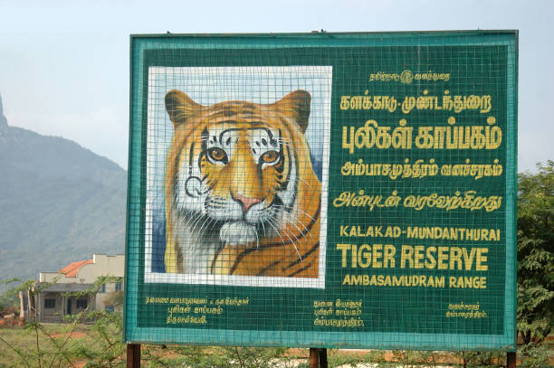 tiger reserve - endangered species outdoors horizontal asia imagens e fotografias de stock