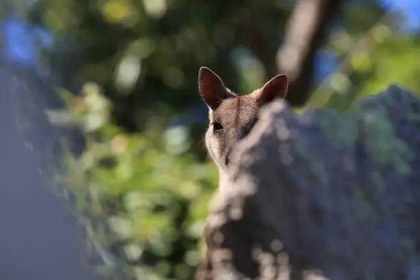 allied rock-wallaby , Petrogale assimilis Magnetic Island in Queensland,