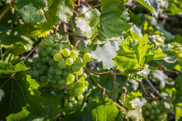 istock green grapes hanging from a vine in the sunshine 1169862840