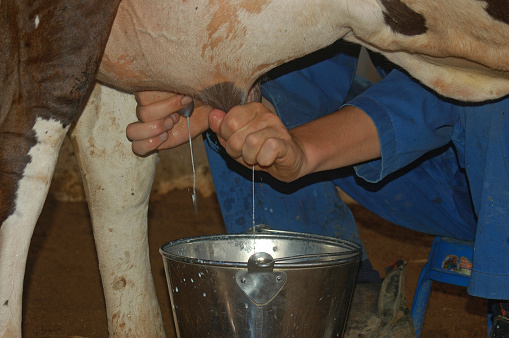 Indian milking cow by hand, Tamil Nadu, South India