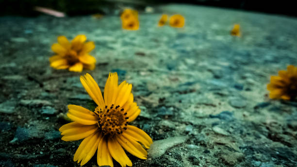The flowers were fallen on the street. Found them while walking afternoon. That was a rainy day after all