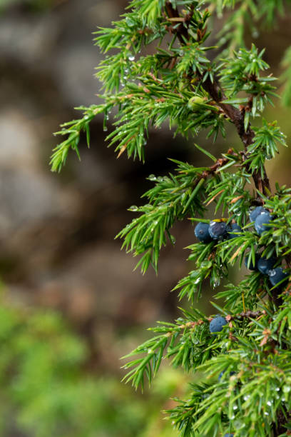 istock Close up of forest evergreen bush, natural background 1169864770