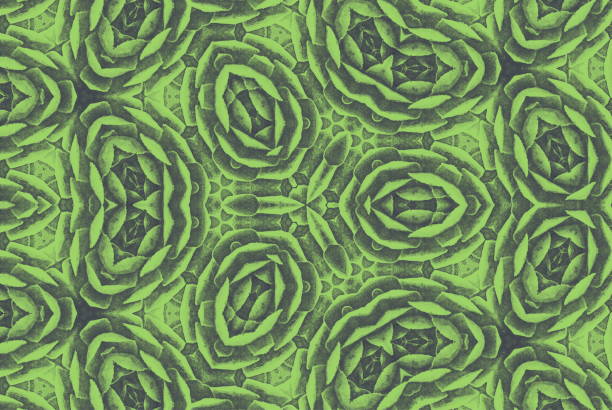 mandala kaleidescope creativa delle succulente - kaleidoscope fractal watercolour paints watercolor painting foto e immagini stock