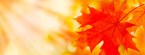 l'érable rouge orange jaune doré laisse planer sur le fond brouillé. lumière du soleil - japanese maple leaf autumn abstract photos et images de collection