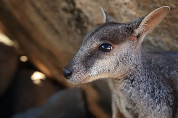 allied rock-wallaby , Petrogale assimilis Magnetic Island in Queensland,