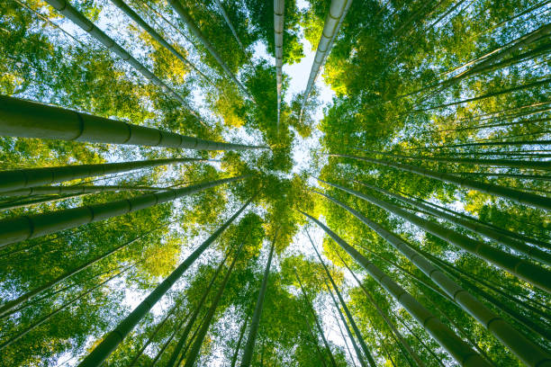 istock Large bamboo forest in the woods 1169869502