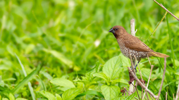 istock Scaly-Breasted Munia perching on a perch looking into a distance 1169870164