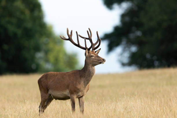istock Red deer in richmond park 1169870552
