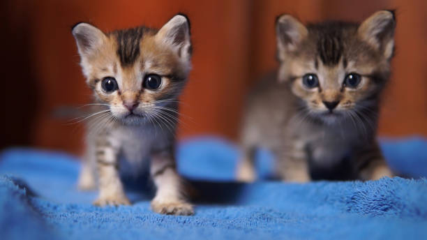 Two small cute newborn kittens sit looking at the camera.  Abandoned and left to die they were luckily rescued.  Animal rescue and pet adoption are highly topical subjects.  Image taken in Ko Lanta, Krabi, Thailand.