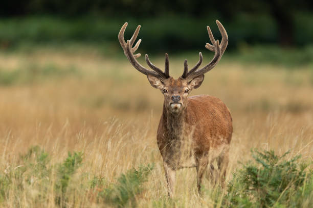 istock Red deer in richmond park 1169870649
