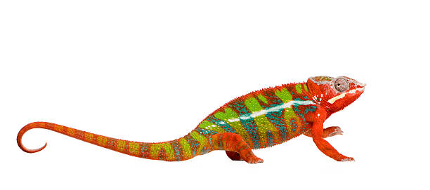 istock Panther Chameleon Furcifer Pardalis - Ambilobe (18 months) 116987151