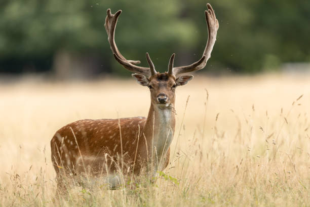 istock Fallow deer in richmond park 1169871548