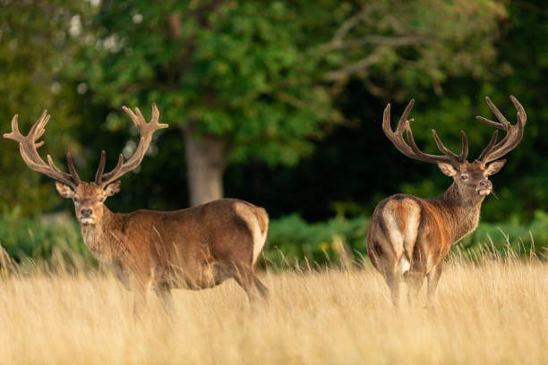 istock Red deer in richmond park 1169871550