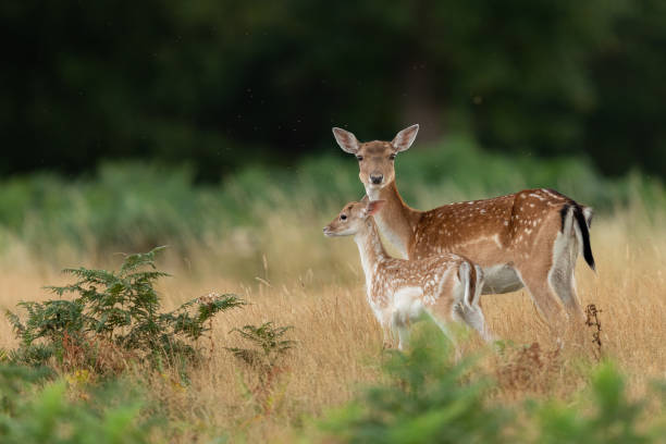 istock Fallow deer in richmond park 1169871640