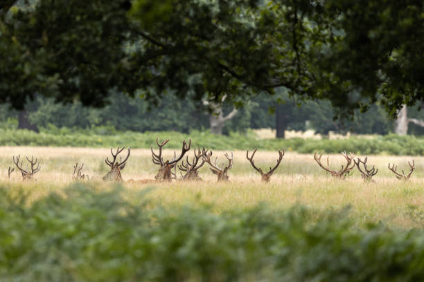 istock Red deer in richmond park 1169871653