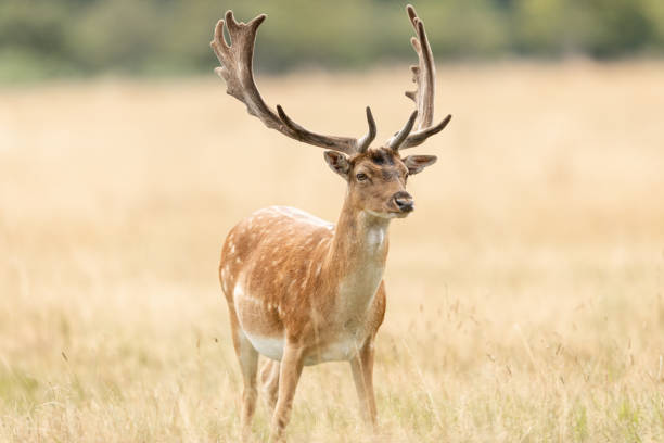 istock Fallow deer in richmond park 1169871659
