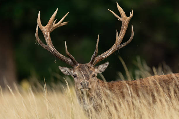 istock Red deer in richmond park 1169871702