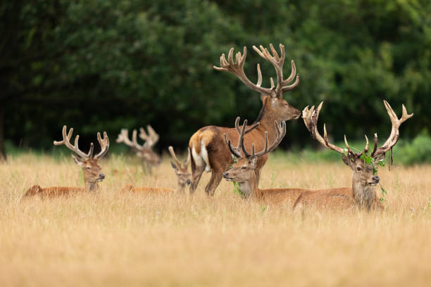 istock Red deer in richmond park 1169871788