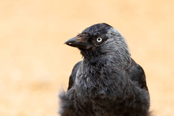 istock Portrait of Western Jackdaw 1169871849