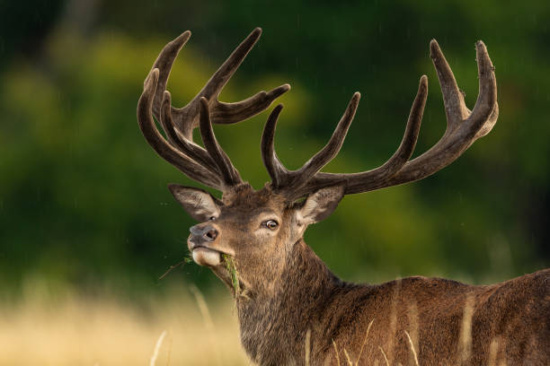 istock Red deer in richmond park 1169872597