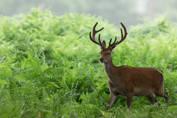 istock Red deer in richmond park 1169872606