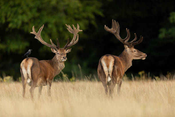 istock Red deer in richmond park 1169872698