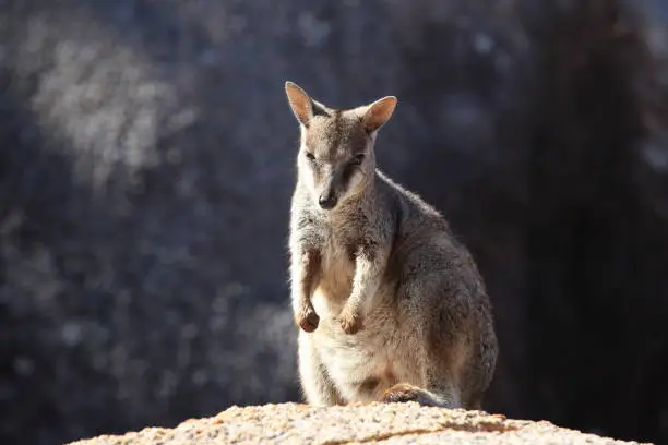 allied rock-wallaby , Petrogale assimilis Magnetic Island in Queensland,