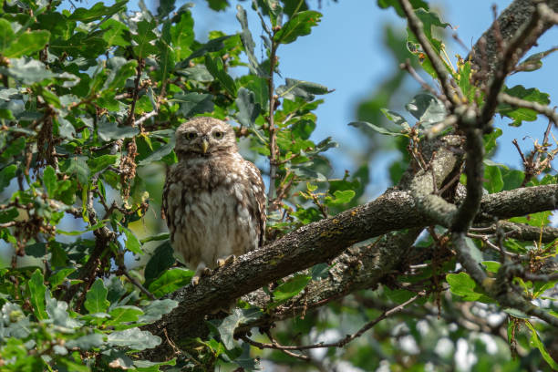 istock Little owl in the tree 1169872729