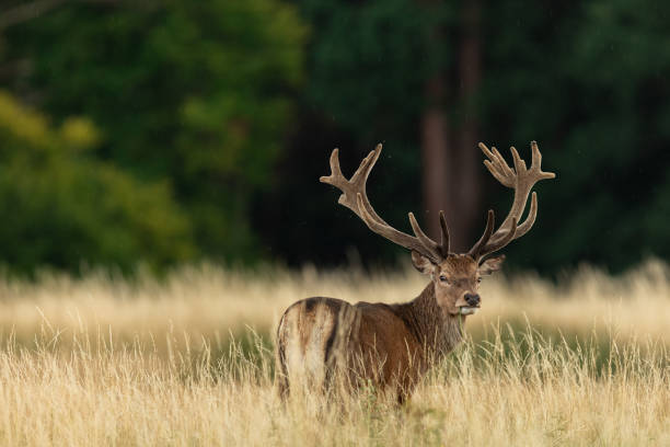 istock Red deer in richmond park 1169873527