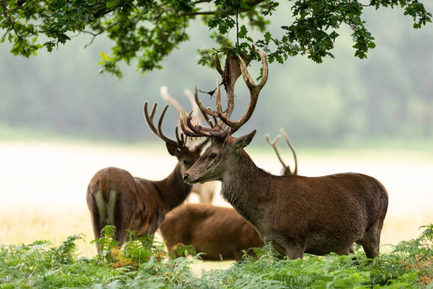 istock Red deer in richmond park 1169873639