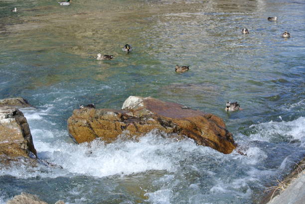 Waterfowl on the river , Hida Takayama , Japan