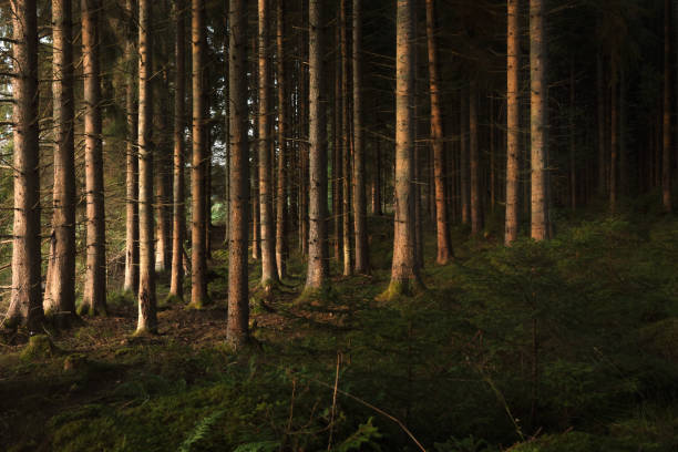 tree trunks in sunlight an early morning in a fir forest. - landscape fir tree nature sunrise imagens e fotografias de stock