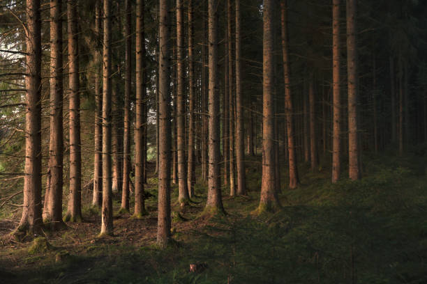 troncos de árboles a la luz del sol a primera hora de la mañana en un bosque de abetos. - área silvestre fotografías e imágenes de stock