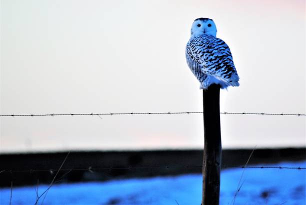 istock Snowy Owl Perching on a Fence Post During Winter in Alberta Canada 1169874851