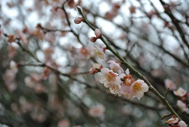 Plum blossom in Kanazawa , Japan
