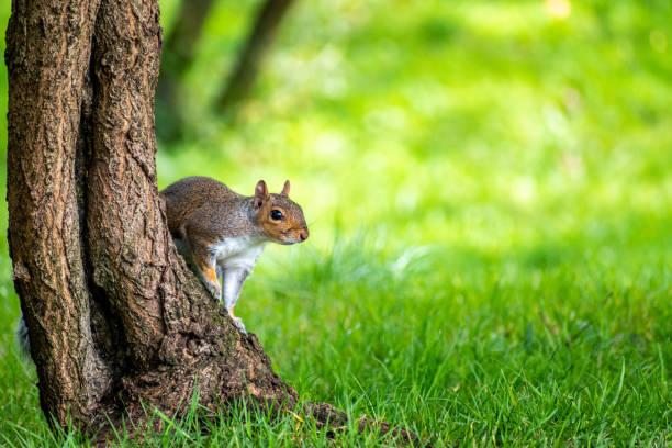 Grey squirrel perching on tree trunk stock photo