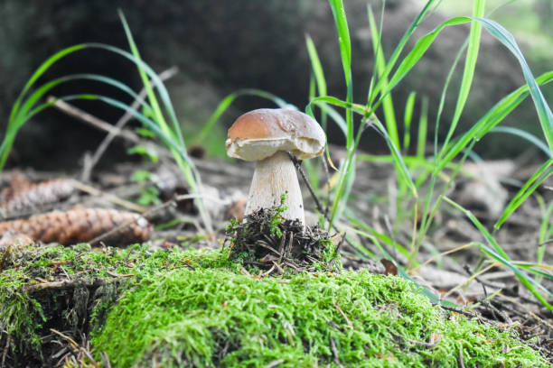 istock Boletus edulis (penny bun, cep, porcino or porcini) in nature. 1169875697