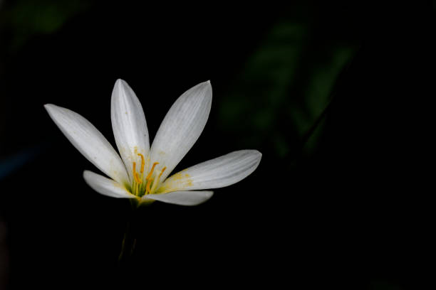 istock Flower​ in​ black​ background​ 1169875839