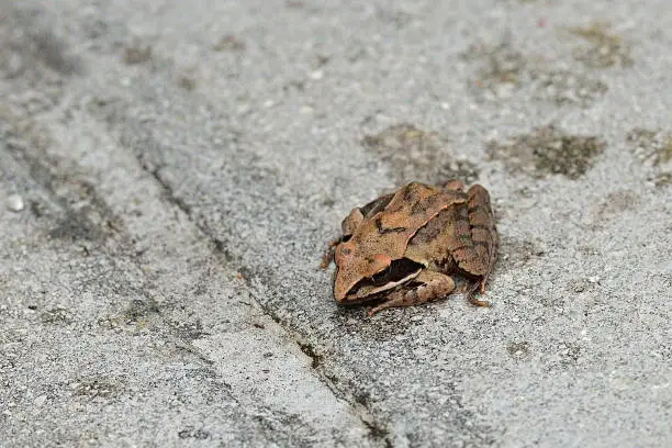 Pool Frog in motion