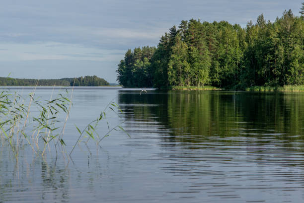 istock An Arctic tern flying scouting for small fish on the Saimaa lake in Finland - 3 1169877921