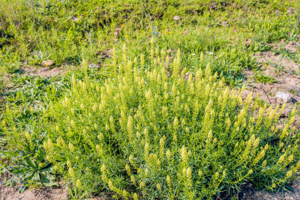 istock Flowering yellow mignonette plants from close 1169878828