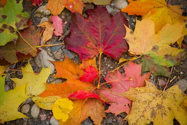 istock maple leaves in autumn Autumn. Multicolored maple leaves 1169879831