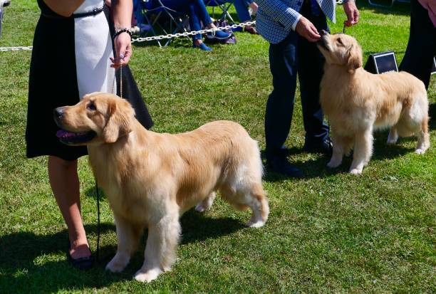 chiens bien soignés avec le modèle au parc herbeux à l'extérieur - best in show photos et images de collection