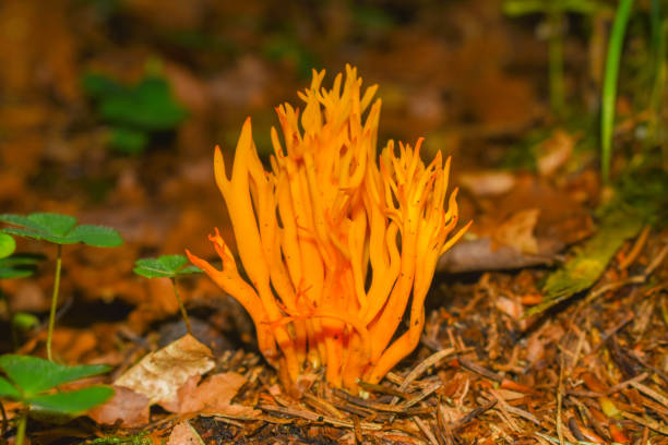 Ramaria aurea is a coral mushroom in the family Gomphaceae.