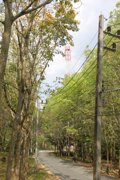 istock Environment of tropical country, Thailand 1169880283